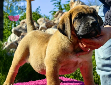 PRESA CANARIO YAVRU FCI KIF A SCR