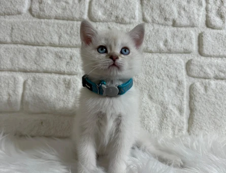 British Shorthair Bluepoint Erkek 2 Aylık
