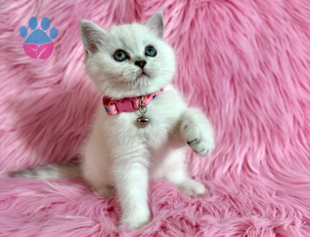 British Shorthair Bluepoint Dişi Yavrumuz