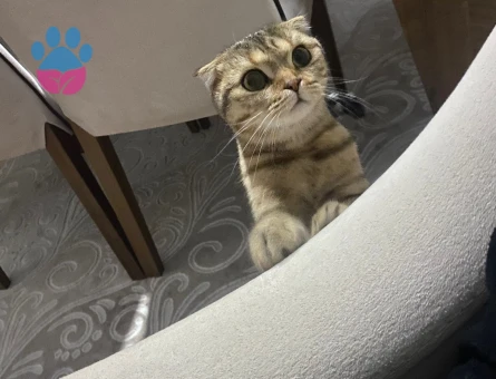 Scottish fold