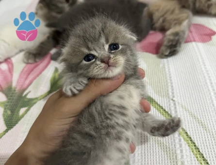 4 yavru safkan biritish scootish