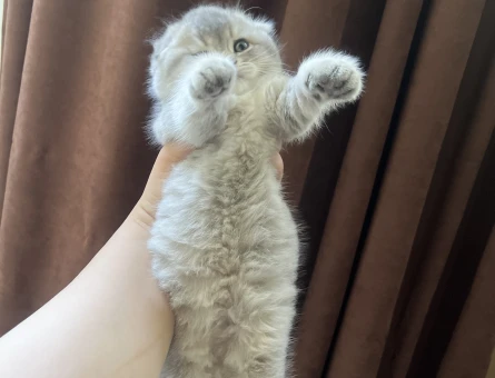 2 aylık harika güzellikte yavrular