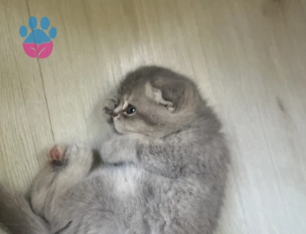 2 aylık harika güzellikte yavrular