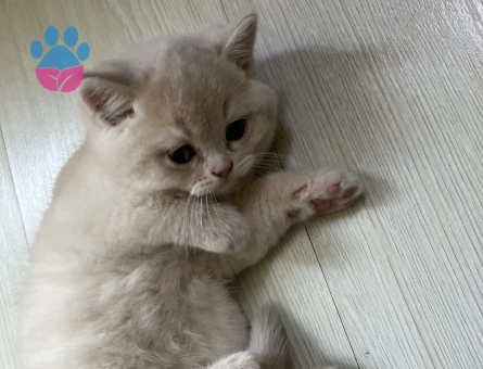 2 aylık harika güzellikte yavrular