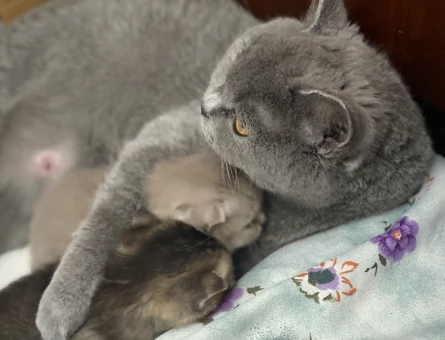 2 aylık brithis shorthair