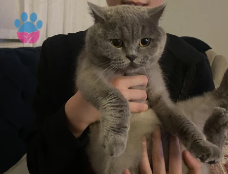 2 aylık brithis shorthair