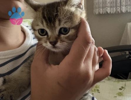 2 aylık brithis shorthair