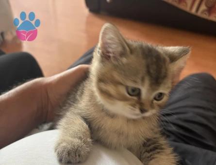 2 aylık brithis shorthair