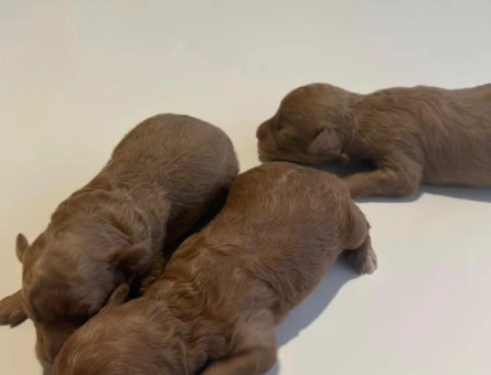 Toy Poodle 1 Yaşında Yuva Arıyor - 4762