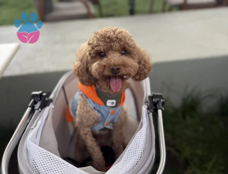 Toy Poodle 1 Yaşında Yuva Arıyor