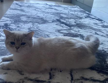 British Shorthair 1 Yaşında Dişi - 118984324