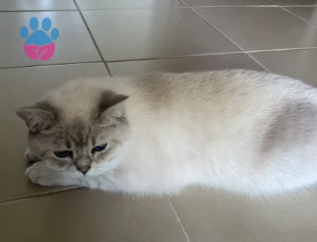 British Shorthair 1 Yaşında Dişi