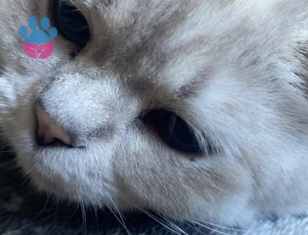 British Shorthair 1 Yaşında Dişi