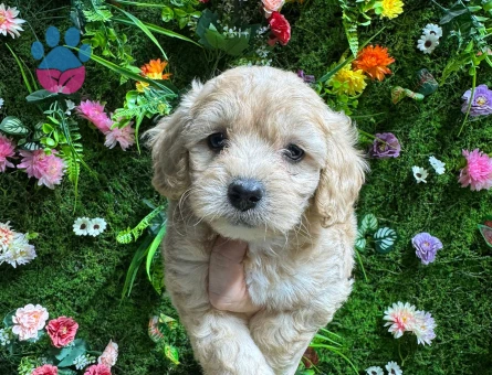 MİNİ MALTİPOO BEBEKLER - 4771
