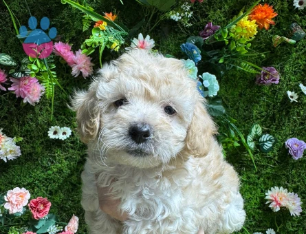 MİNİ MALTİPOO BEBEKLER