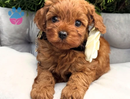 MİNİ BOY TOY POODLE YAVRULAR