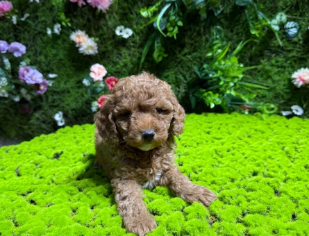 EVİNİZİN BEBEĞİ TOY POODLE YAVRULAR - 4773
