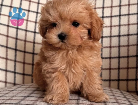 EVİNİZİN BEBEĞİ MALTİPOO YAVRULARI - 4775