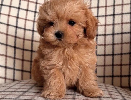 EVİNİZİN BEBEĞİ MALTİPOO YAVRULARI - 4775