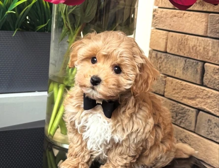 MİNİ MİNİ MALTİPOO YAVRULAR - 4776