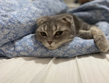 1 Yaşında Scottish Fold Yuva Arıyor - 4779