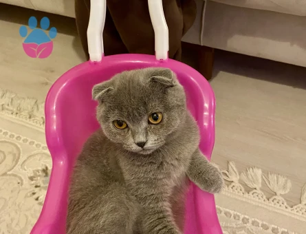 1 Yaşında Scottish Fold Yuva Arıyor