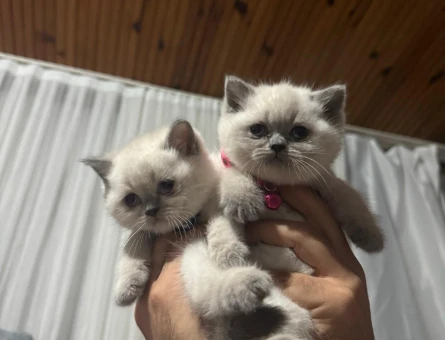 Scotish Fold Yavrumuz