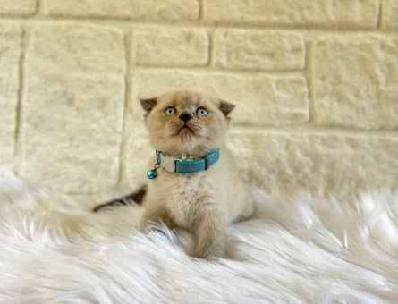 2 Aylık Scottish Fold Bluepoint Yavrumuz