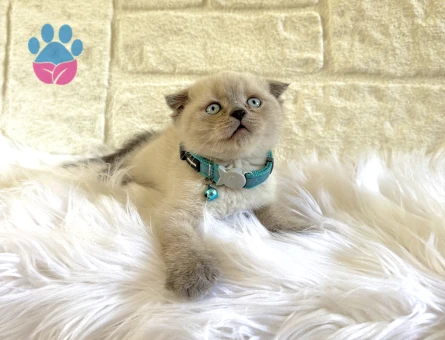 2 Aylık Scottish Fold Bluepoint Yavrumuz