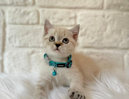 British Shorthair Lynx Point 2 Aylık Erkek