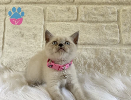 2 Aylık British Shorthair Bluepoint