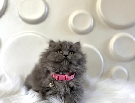 British Longhair Dişi 2 Aylık Yavrumuz