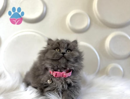 British Longhair Dişi 2 Aylık Yavrumuz