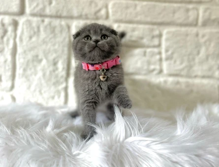 Topaç Kafa Scottish Fold Gri 2 Aylık