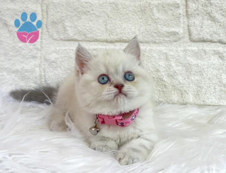 British Shorthair Koca Kafa Silver Point