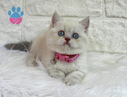 British Shorthair Koca Kafa Silver Point