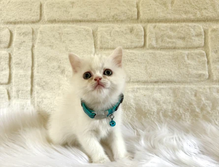 British Shorthair Beyaz Erkek Yavru