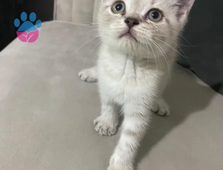 British  shorthair blue point