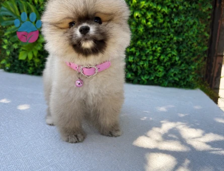 Orijinal Teddy Face Pomeranian Boo Dişi | Premium Kalite | Ruhsatlı Üretim