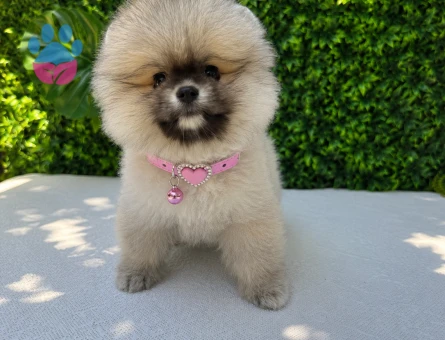 Orijinal Teddy Face Pomeranian Boo Dişi | Premium Kalite | Ruhsatlı Üretim - 5793