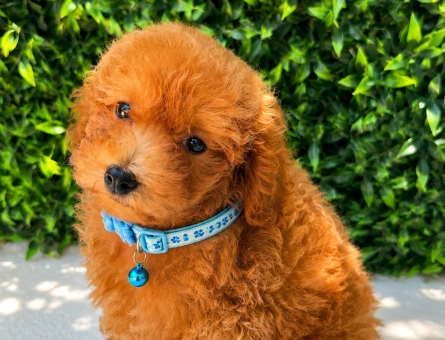 Premium Kore Toy Poodle Apricot Yavru | Ruhsatlı Üretim | Sağlık ve Irk Garantili - 5795