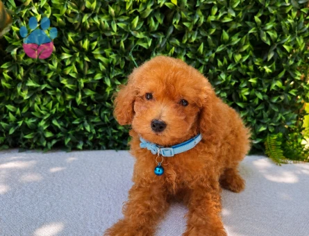 Premium Kore Toy Poodle Apricot Yavru | Ruhsatlı Üretim | Sağlık ve Irk Garantili