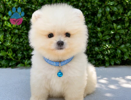 Safkan Pomeranian Boo | Premium Snow White | Ruhsatlı Üretim - 5796