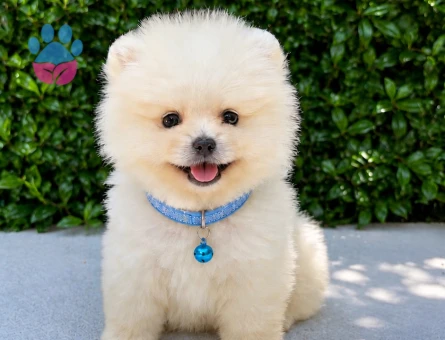 Safkan Pomeranian Boo | Premium Snow White | Ruhsatlı Üretim