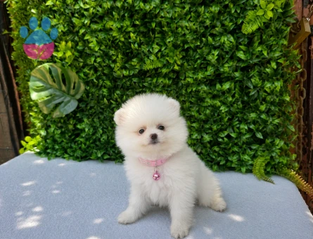 Safkan Snow White Pomeranian Boo | Premium Dişi Yavru | Ruhsatlı Üretim - 5797