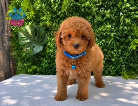 * Premium Apricot Toy Poodle Yavru | Ruhsatlı Üretim | Sağlık ve Irk Garantili