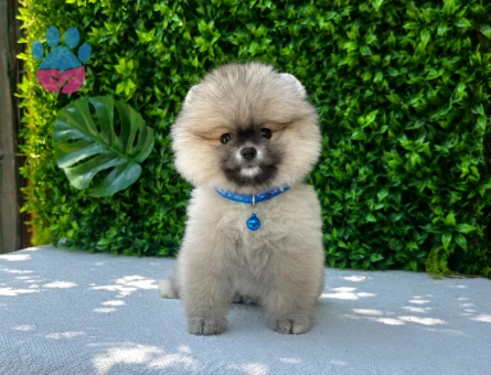 Teddy Face Pomeranian Boo Yavru | Ruhsatlı Üretim | Sağlık ve Irk Garantili - 5801