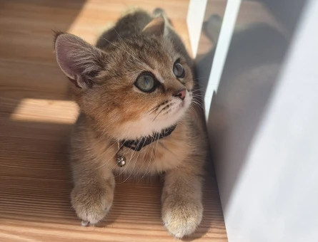 Golden British Shorthair - 5809