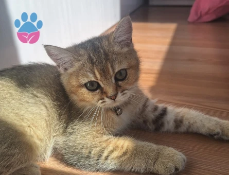 Golden British Shorthair