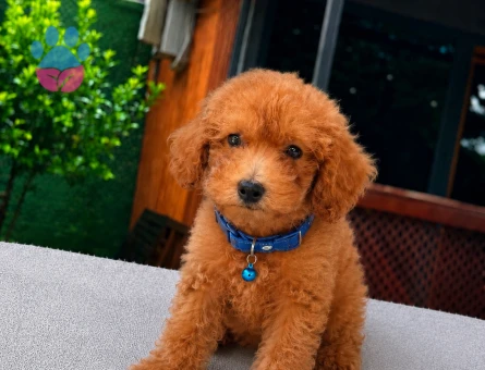 Apricot Toy Poodle Yavru | Ruhsatlı Üretim | Sağlık ve Irk Garantili